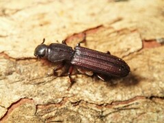 Bothrideridae