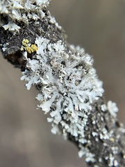 Fungi