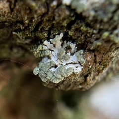 Fungi