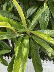 Eriobotrya japonica