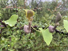 Aristolochia argentina