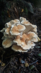 Bondarzewia kirkii