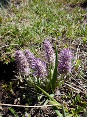 Veronica wyomingensis