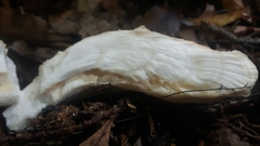Bondarzewia kirkii