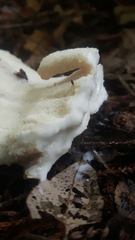 Bondarzewia kirkii