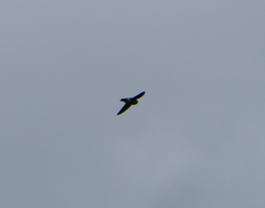 Aerodramus terraereginae