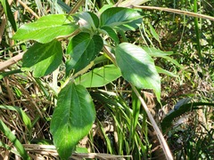 Acalypha grandibracteata
