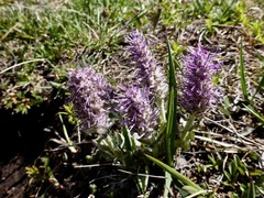 Veronica wyomingensis