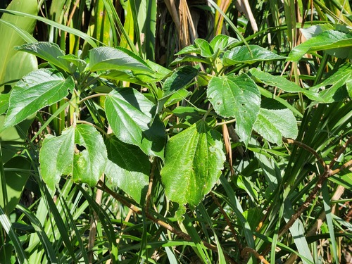 Acalypha grandibracteata, photograph 1
