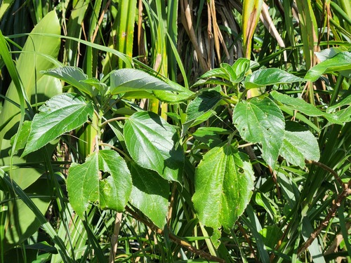Acalypha grandibracteata, photograph 2