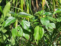 Acalypha grandibracteata