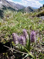 Veronica wyomingensis