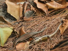 Trachylepis sechellensis