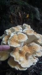 Bondarzewia kirkii