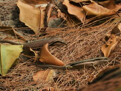 Trachylepis sechellensis