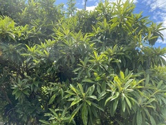 Eriobotrya japonica