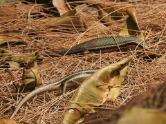 Trachylepis sechellensis