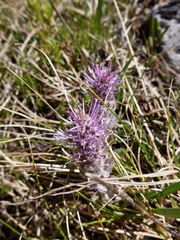 Veronica wyomingensis