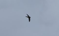 Aerodramus terraereginae