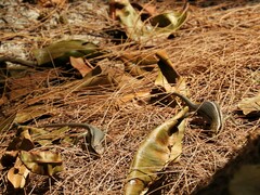 Trachylepis sechellensis