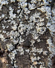 Fungi