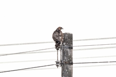 Buteo japonicus