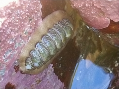 Onithochiton neglectus
