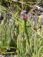 Rhigiophyllum squarrosum