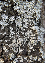 Fungi