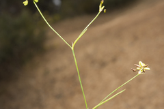 Tricoryne elatior