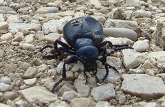 Meloe proscarabaeus
