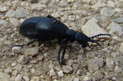 Meloe proscarabaeus
