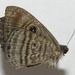 Hesperina Eyed-Metalmark - Photo (c) Daniel H. Janzen. Guanacaste Dry Forest Conservation Fund., some rights reserved (CC BY-NC-SA)