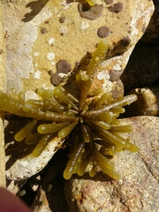 Splachnidium rugosum