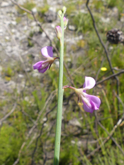 Indigofera ionii