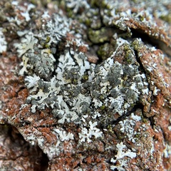 Fungi