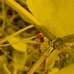 Ostearius melanopygius