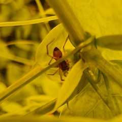 Ostearius melanopygius