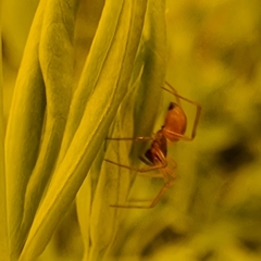 Ostearius melanopygius