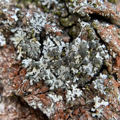Fungi