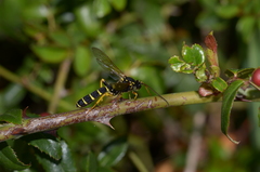 Metopius dentatus