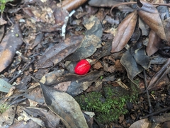Phaleria clerodendron