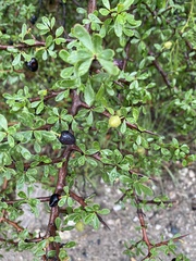 Condalia microphylla