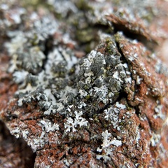 Fungi