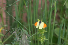 Anthocharis damone eunomia