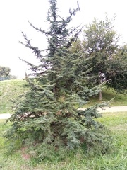 Cedrus brevifolia
