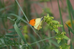 Anthocharis damone eunomia