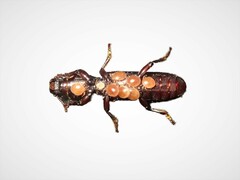 Bothrideridae
