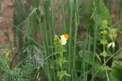 Anthocharis damone eunomia