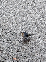 Fringilla coelebs palmae